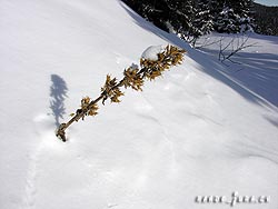  Rando Jura 2005, paysages d'hivers